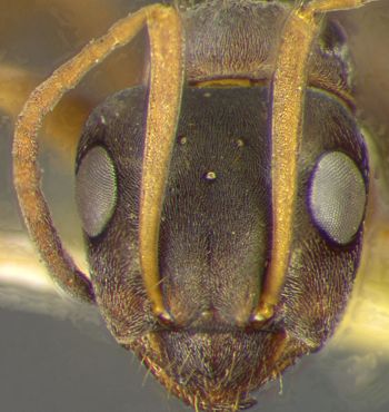 Media type: image;   Entomology 8876 Aspect: head frontal view